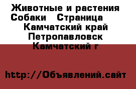 Животные и растения Собаки - Страница 10 . Камчатский край,Петропавловск-Камчатский г.